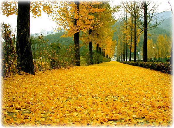 아름다운-금수강산의-가을풍경-2.jpg