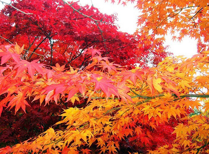 아름다운-금수강산의-가을풍경-3.jpg