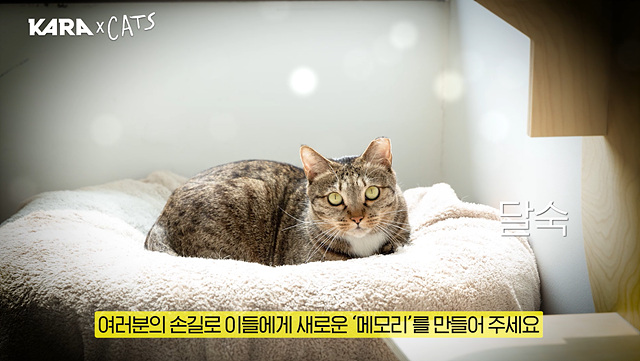 캣츠 X 동물권행동 카라, 유기묘 입양 독려 캠페인 (3).jpg