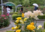 [포토뉴스] 비오는 날의 ‘2024고양국제꽃박람회’ 풍경