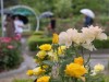 [포토뉴스] 비오는 날의 ‘2024고양국제꽃박람회’ 풍경