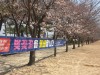 시흥시 갯골생태공원 벚꽃길 올해도 출입 통제