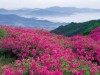 [청로 이용웅 칼럼]북한 달력 2021년 4월과 북한의 ‘붉은 꽃’과 진달래꽃