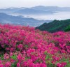 [청로 이용웅 칼럼]북한 달력 2021년 4월과 북한의 ‘붉은 꽃’과 진달래꽃