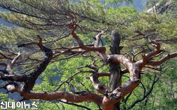 설악산 금강소나무(자료사진)